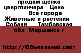 продам щенка цвергпинчера › Цена ­ 15 000 - Все города Животные и растения » Собаки   . Тамбовская обл.,Моршанск г.